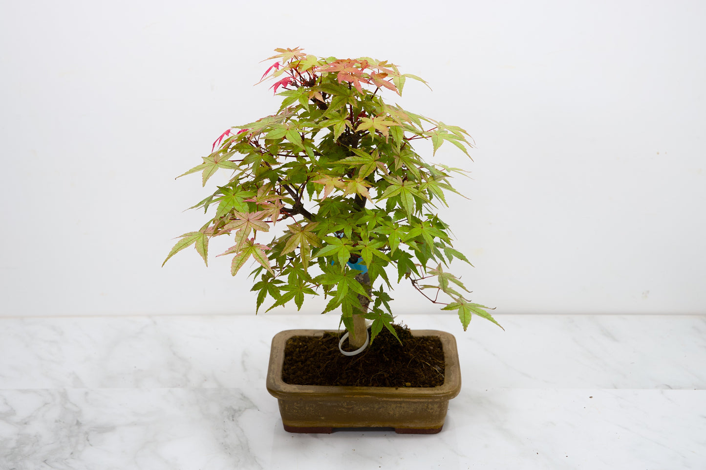 Deshojo Japanese Maple Bonsai+ Care Kit