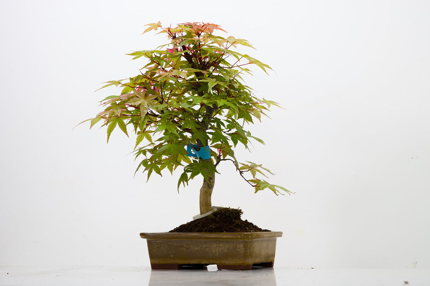Deshojo Japanese Maple Bonsai+ Care Kit