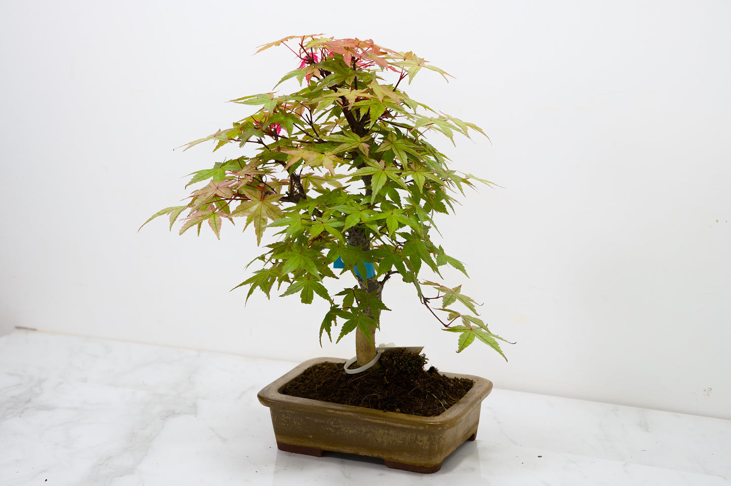 Deshojo Japanese Maple Bonsai+ Care Kit