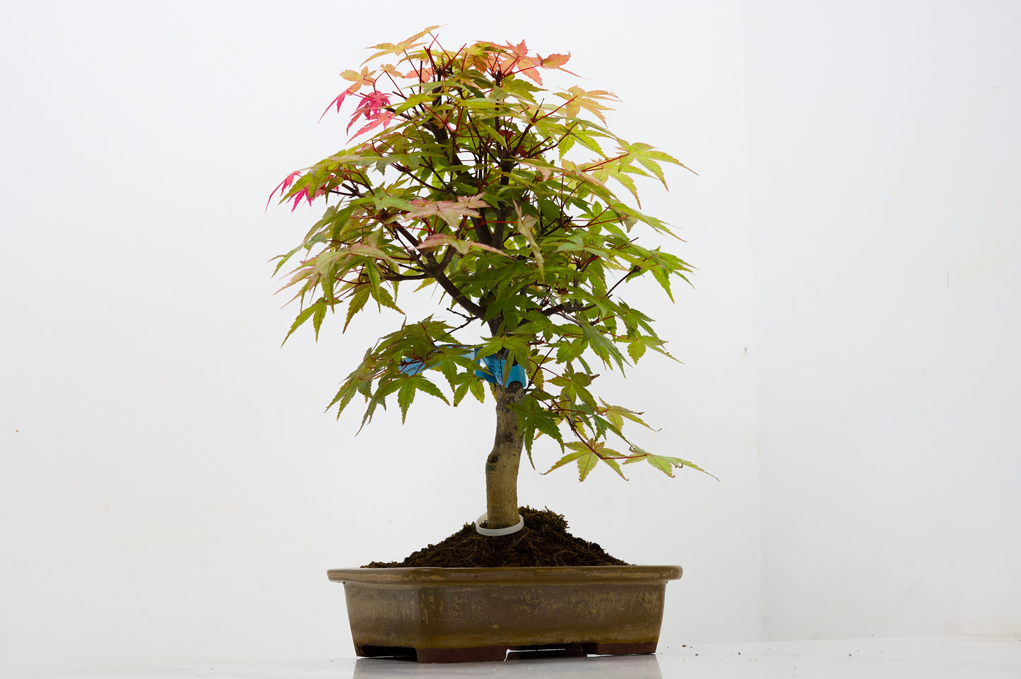 Deshojo Japanese Maple Bonsai+ Care Kit