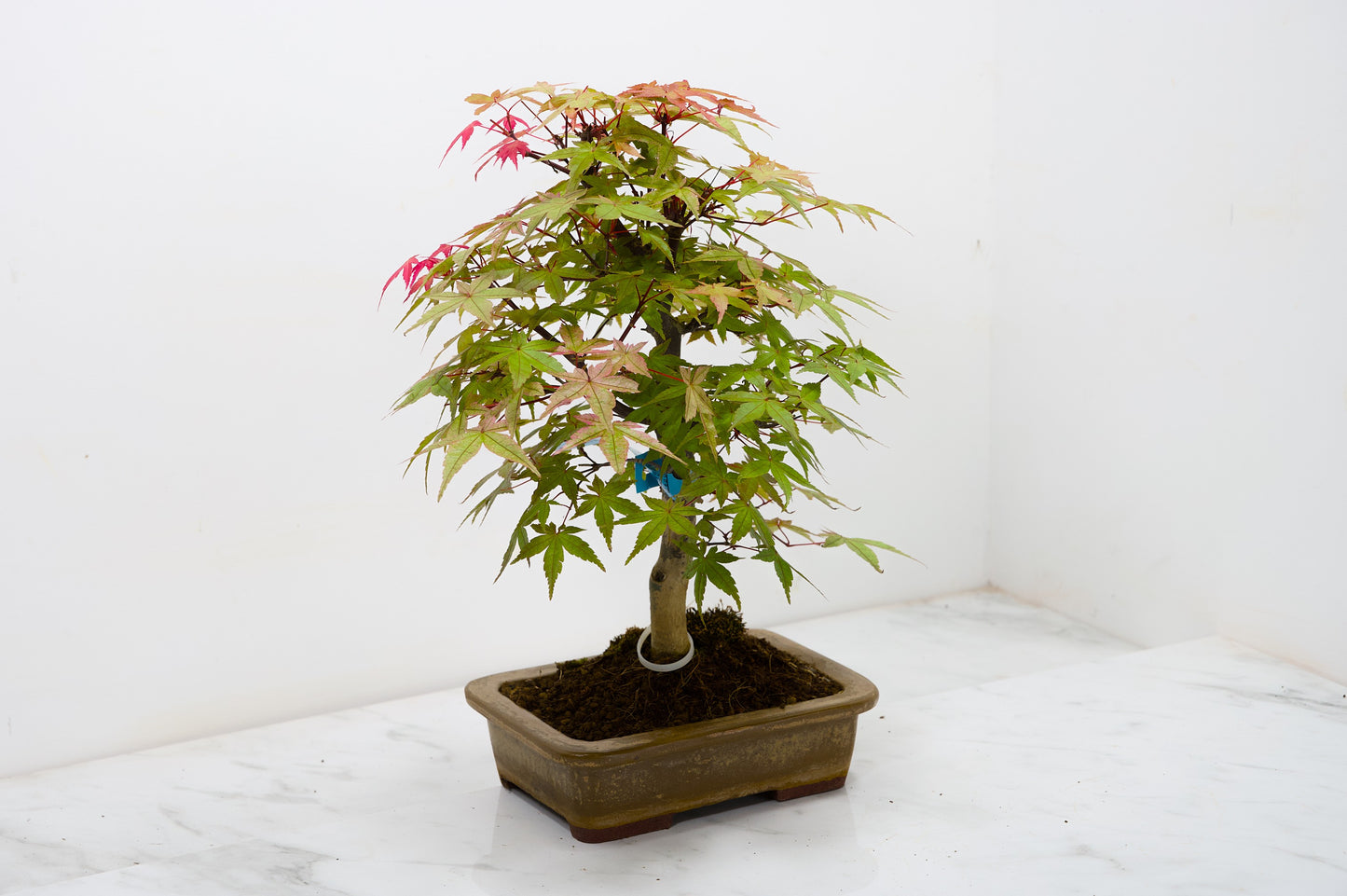 Deshojo Japanese Maple Bonsai+ Care Kit