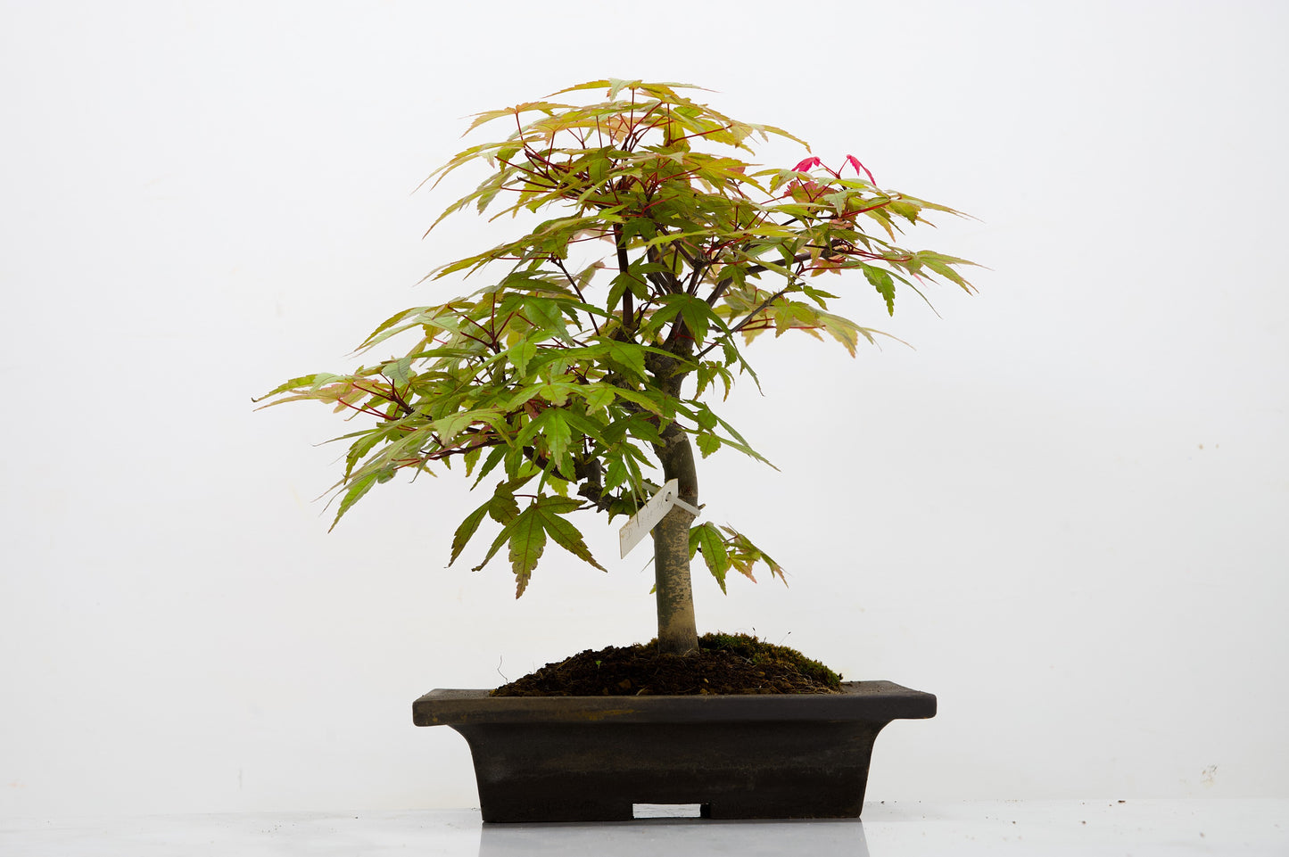 Deshojo Japanese Maple Bonsai+ Care Kit