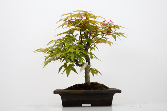Deshojo Japanese Maple Bonsai+ Care Kit