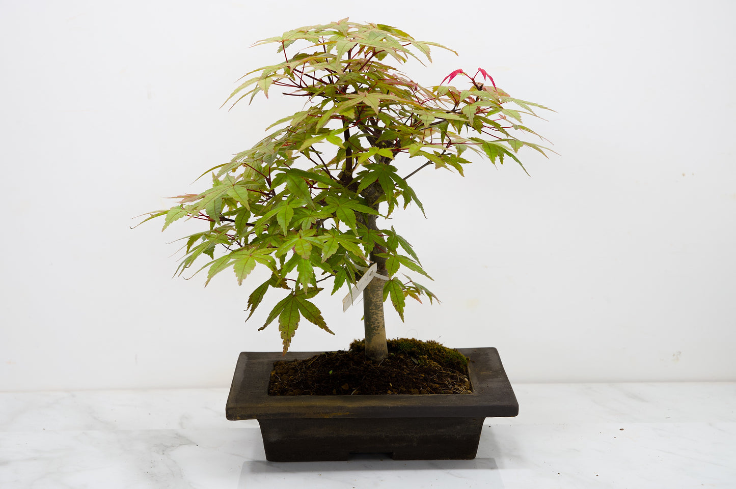 Deshojo Japanese Maple Bonsai+ Care Kit
