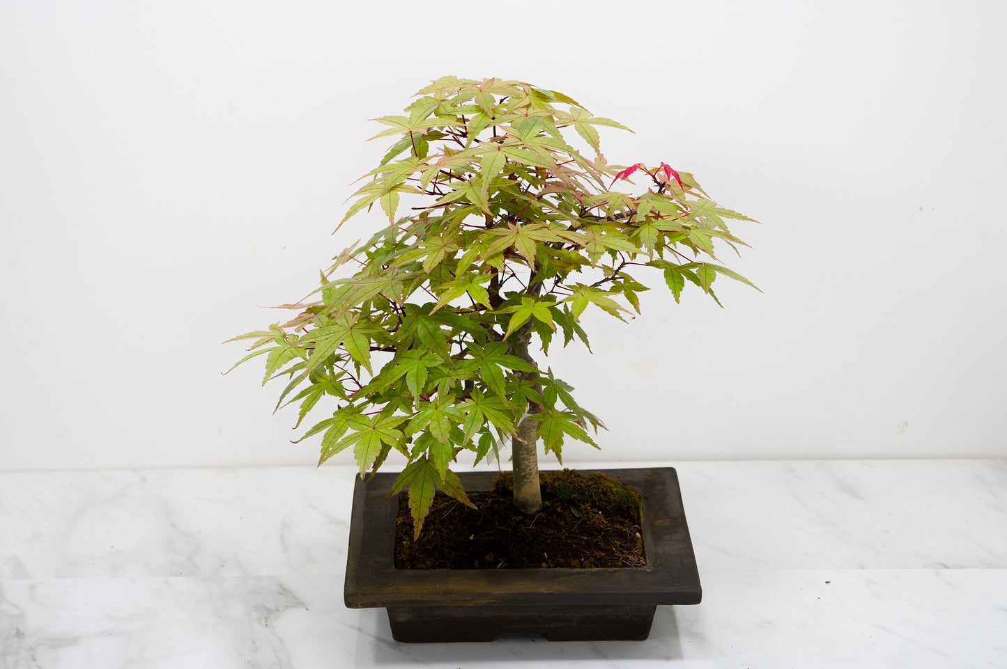 Deshojo Japanese Maple Bonsai+ Care Kit