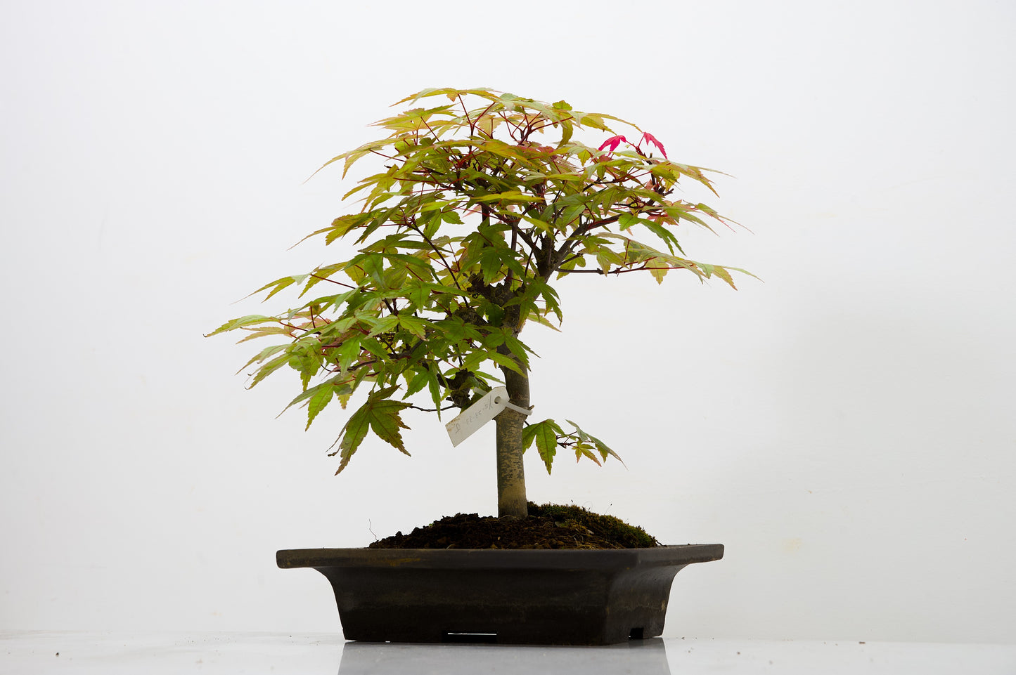 Deshojo Japanese Maple Bonsai+ Care Kit