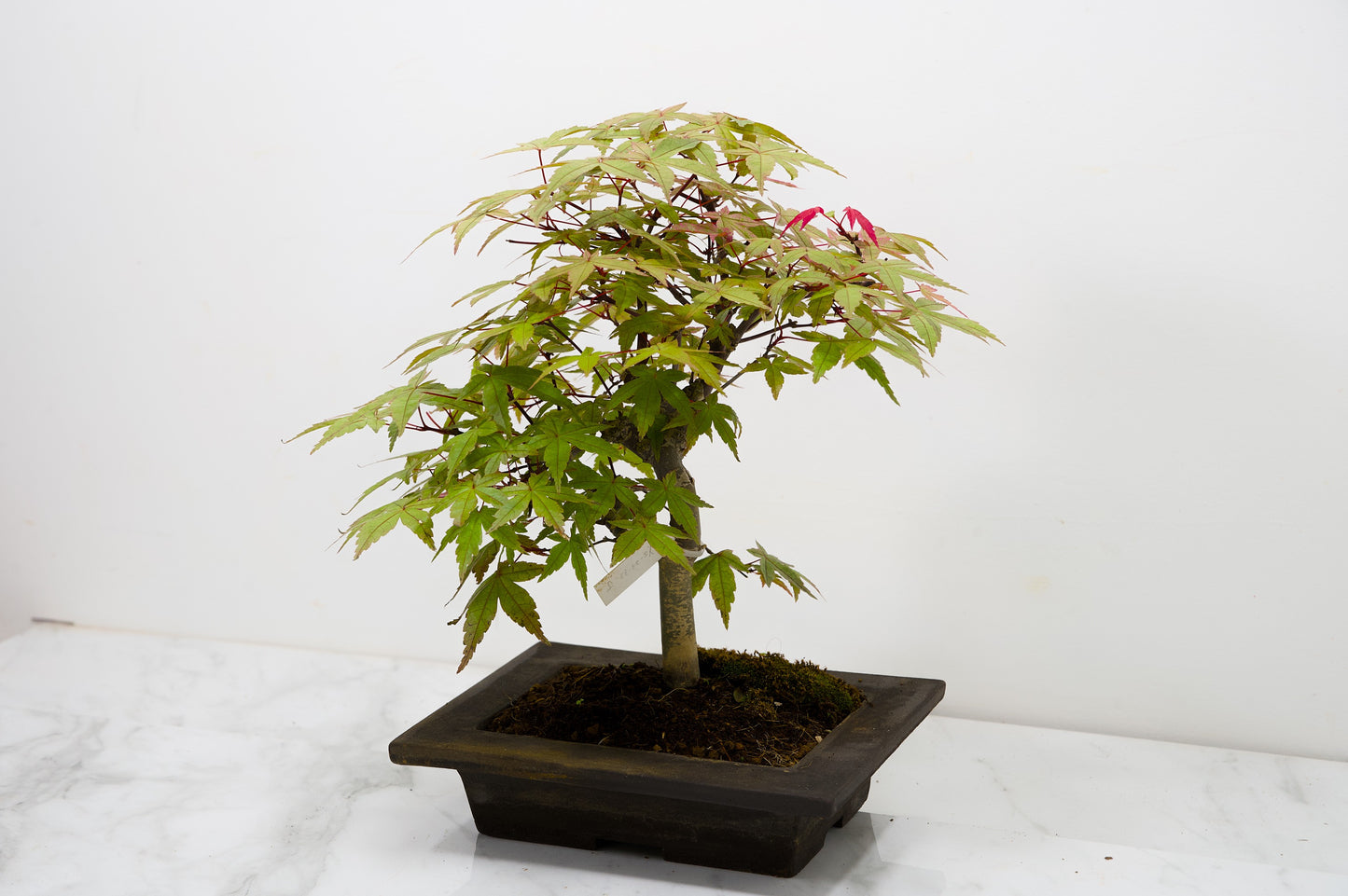 Deshojo Japanese Maple Bonsai+ Care Kit