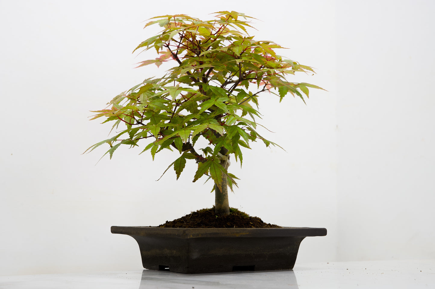 Deshojo Japanese Maple Bonsai+ Care Kit