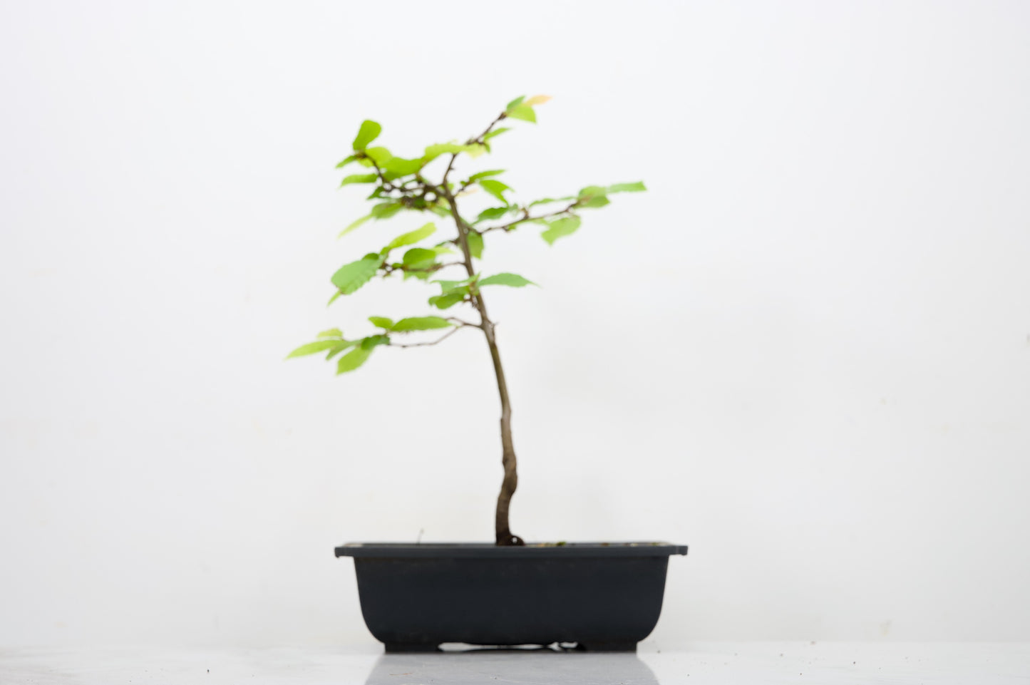 Hornbeam  Starter  Bonsai material