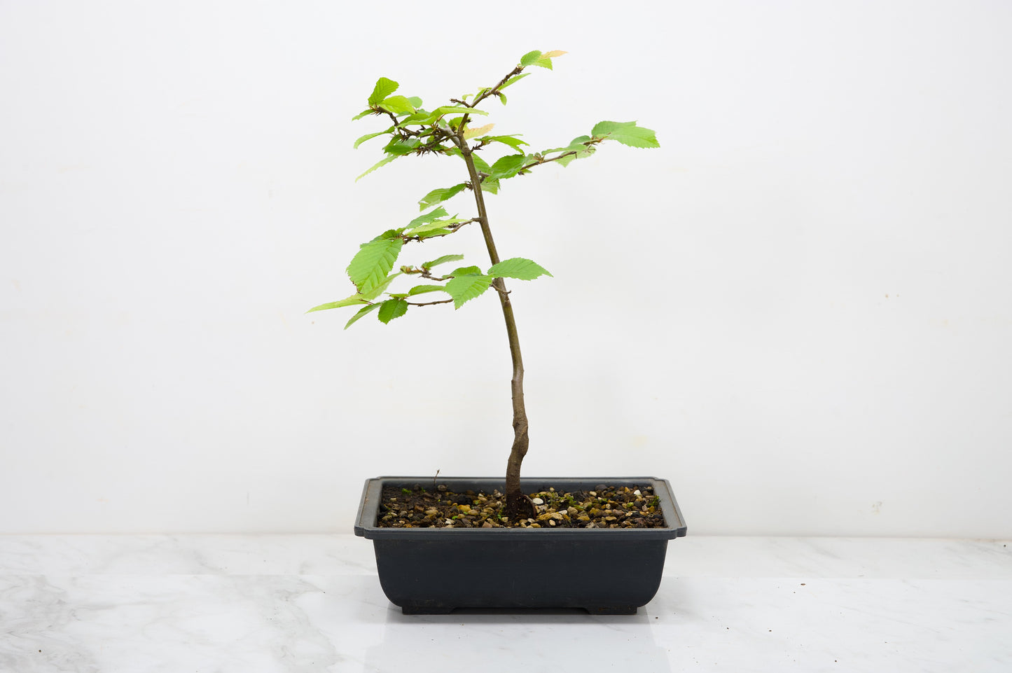 Hornbeam  Starter  Bonsai material