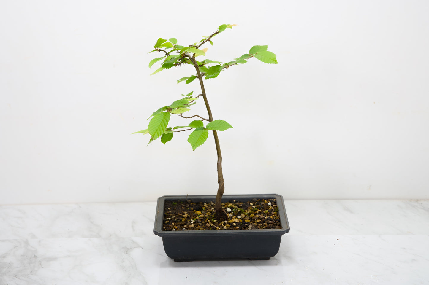 Hornbeam  Starter  Bonsai material