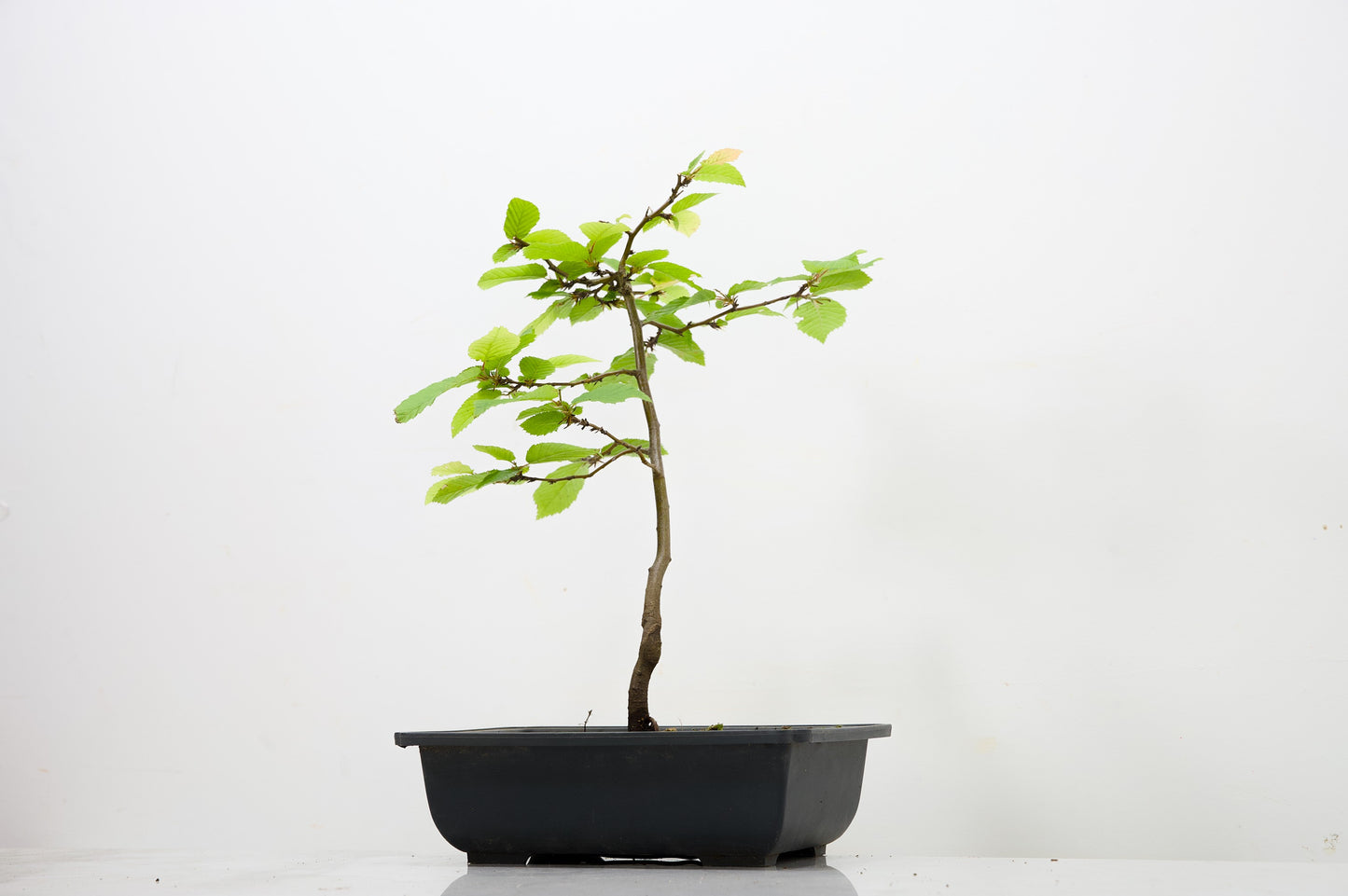 Hornbeam  Starter  Bonsai material
