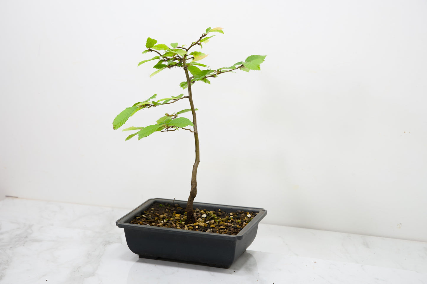 Hornbeam  Starter  Bonsai material