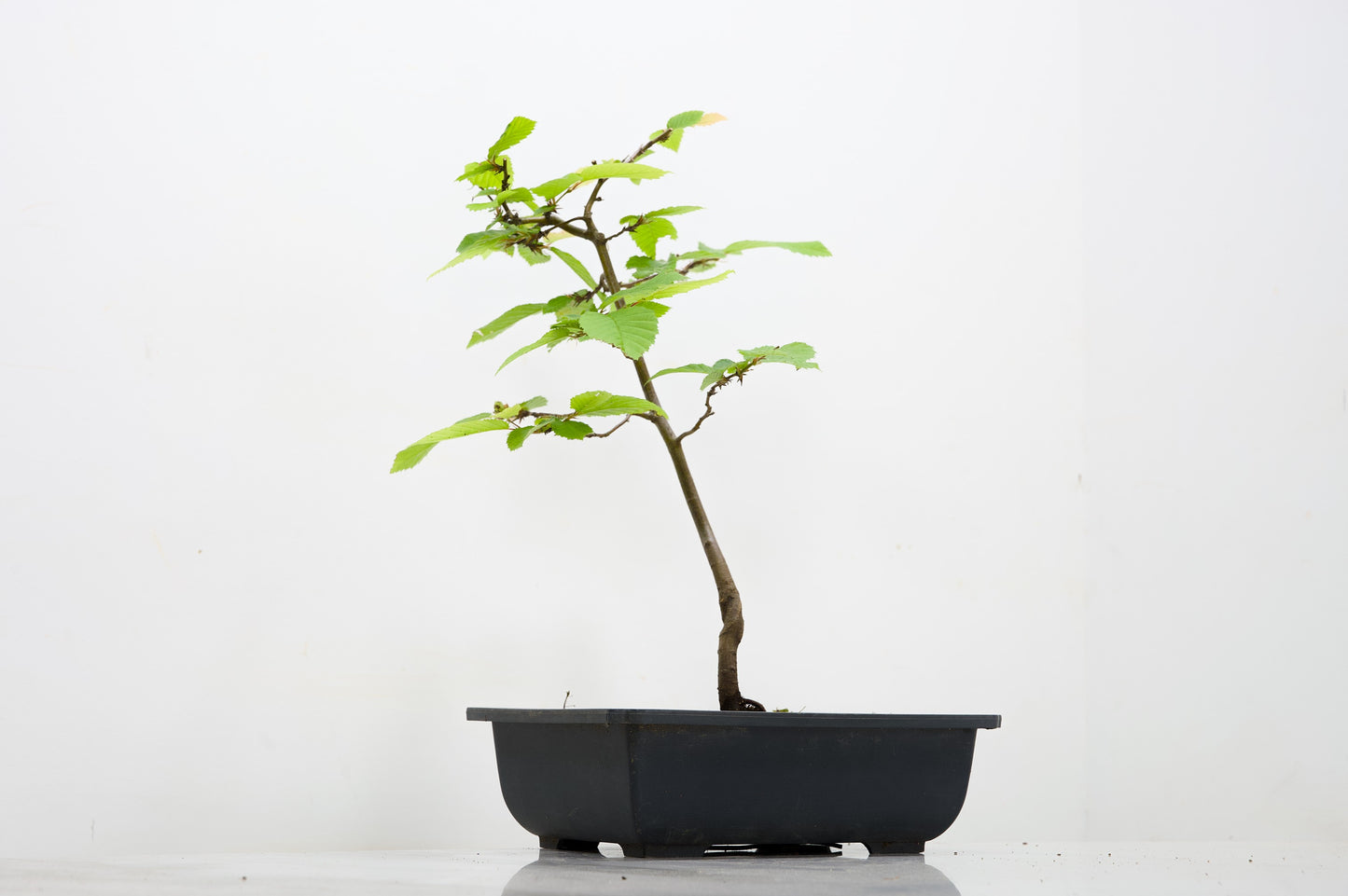 Hornbeam  Starter  Bonsai material