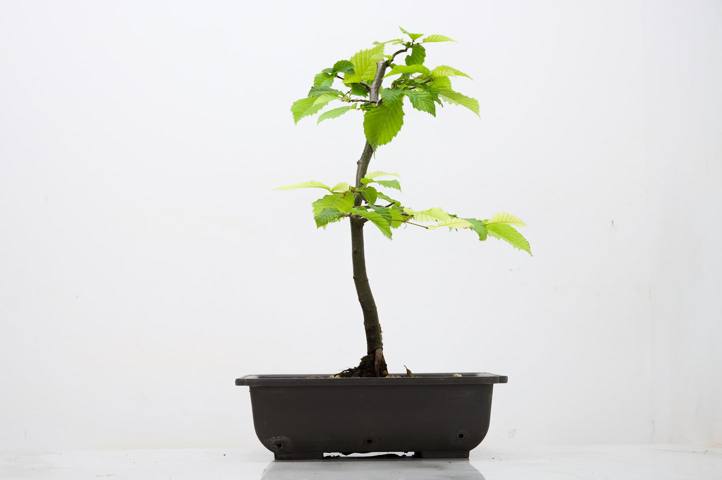 Hornbeam  Starter  Bonsai material