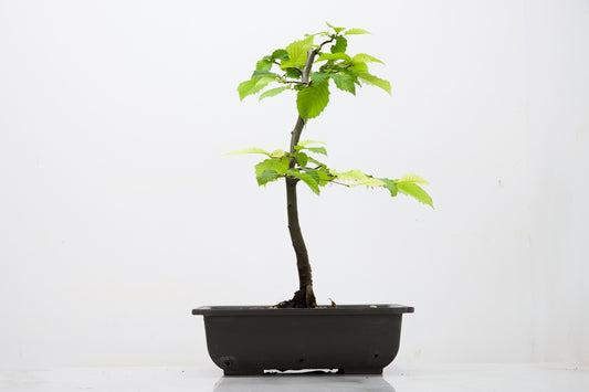 Hornbeam  Starter  Bonsai material