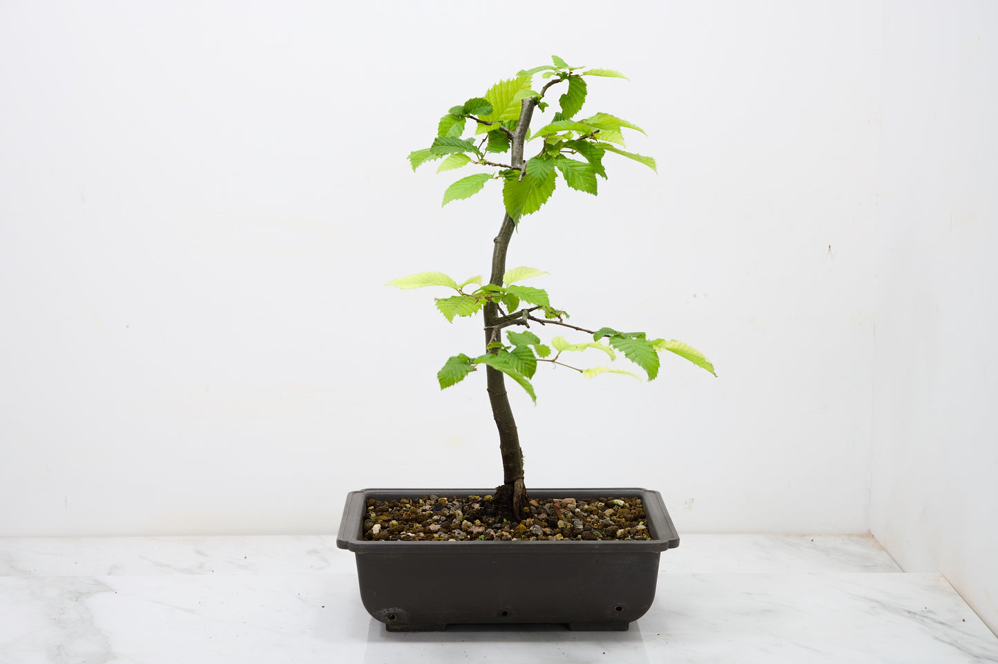 Hornbeam  Starter  Bonsai material