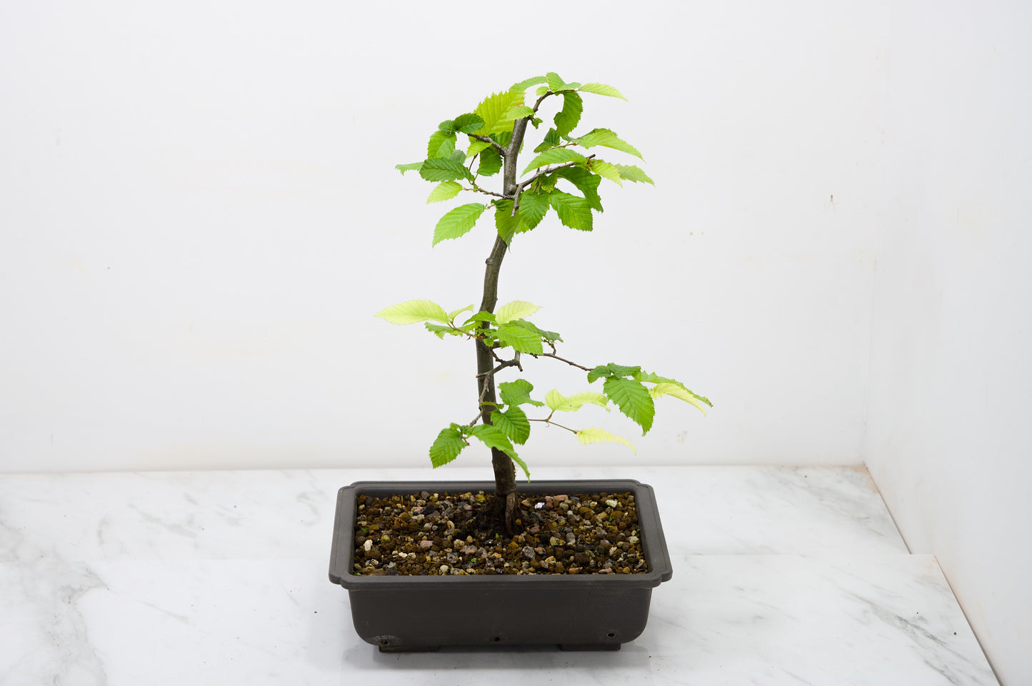 Hornbeam  Starter  Bonsai material