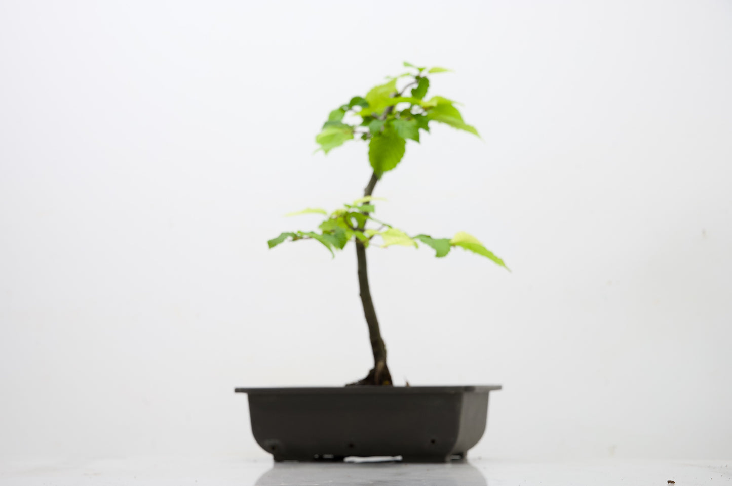 Hornbeam  Starter  Bonsai material