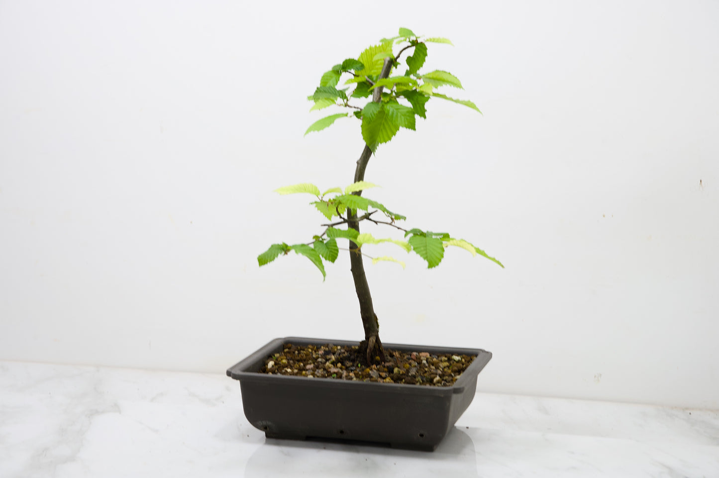 Hornbeam  Starter  Bonsai material