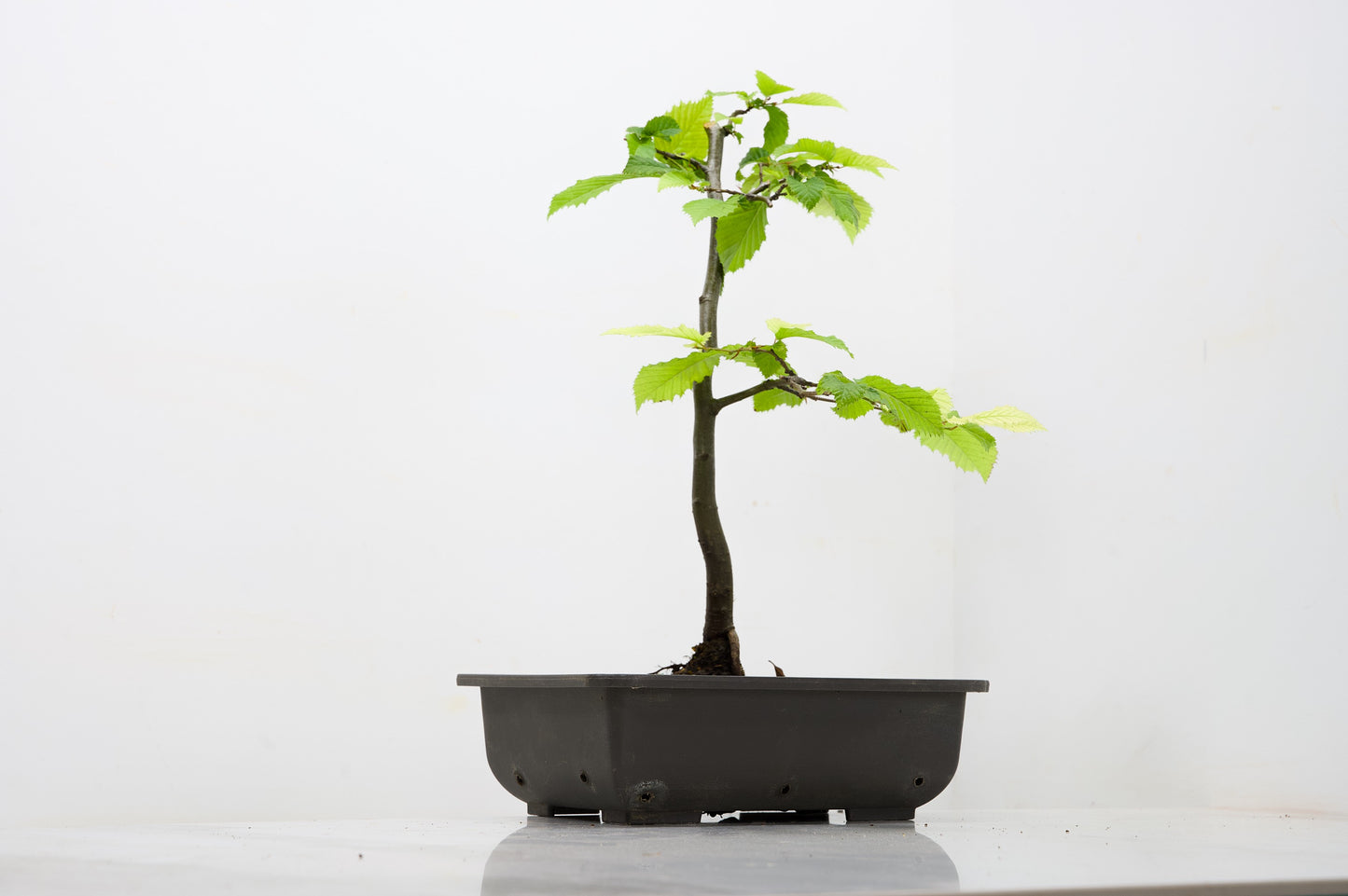 Hornbeam  Starter  Bonsai material