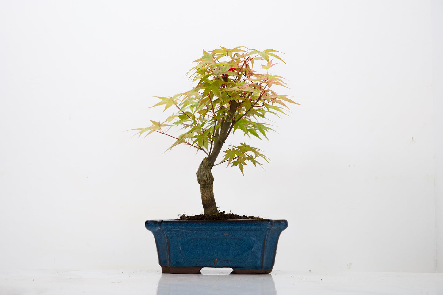 Deshojo Japanese Maple Bonsai & Care Kit
