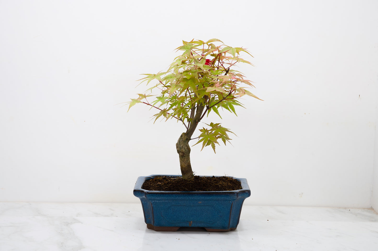 Deshojo Japanese Maple Bonsai & Care Kit