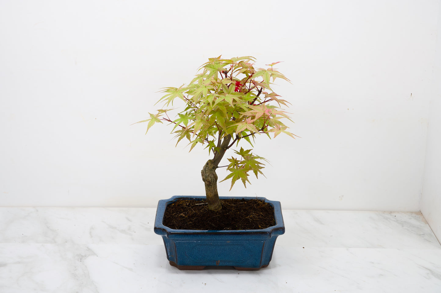 Deshojo Japanese Maple Bonsai & Care Kit