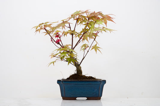 Deshojo Japanese Maple Bonsai & Care Kit