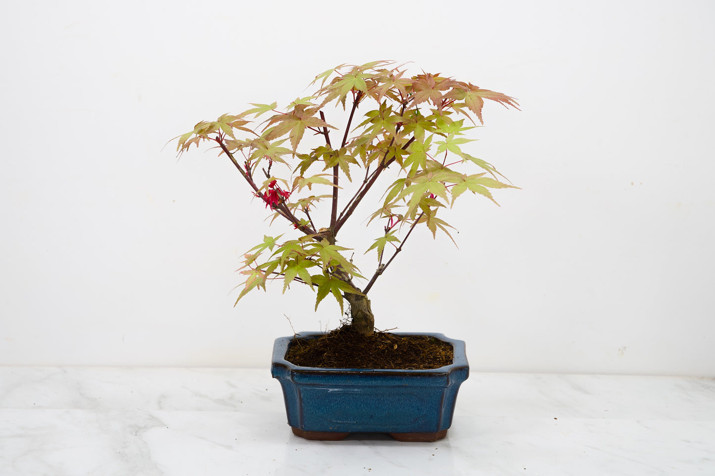 Deshojo Japanese Maple Bonsai & Care Kit