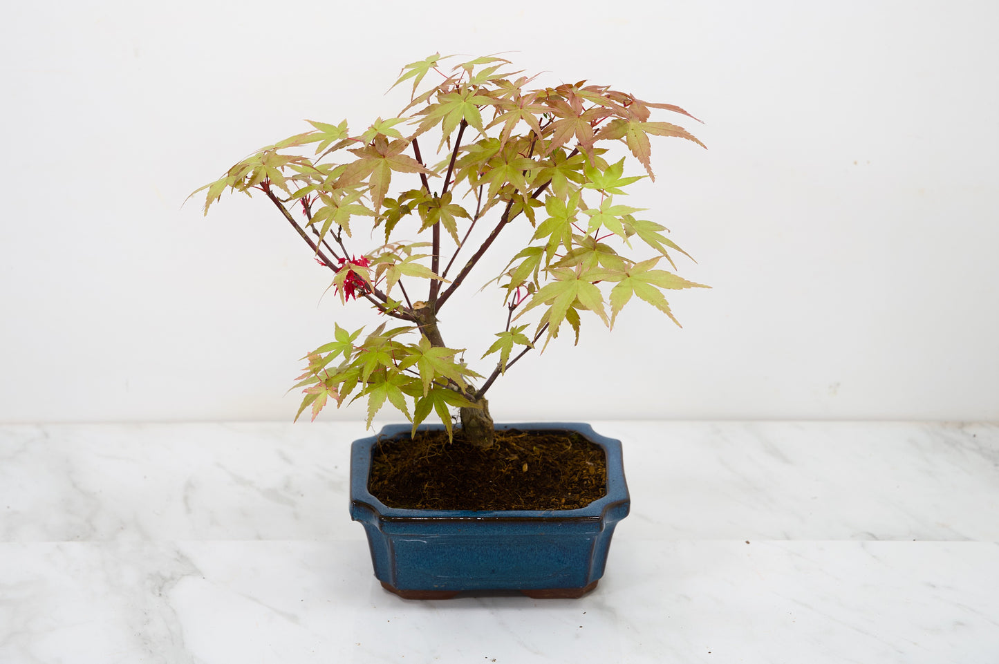 Deshojo Japanese Maple Bonsai & Care Kit