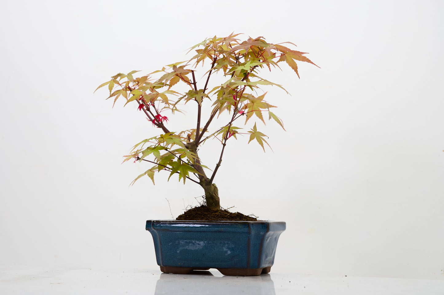 Deshojo Japanese Maple Bonsai & Care Kit