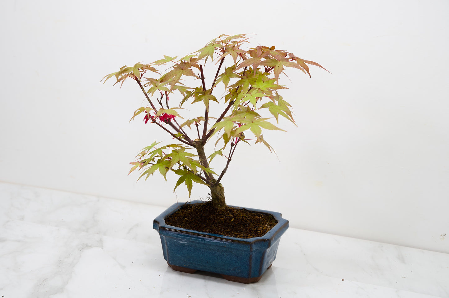 Deshojo Japanese Maple Bonsai & Care Kit