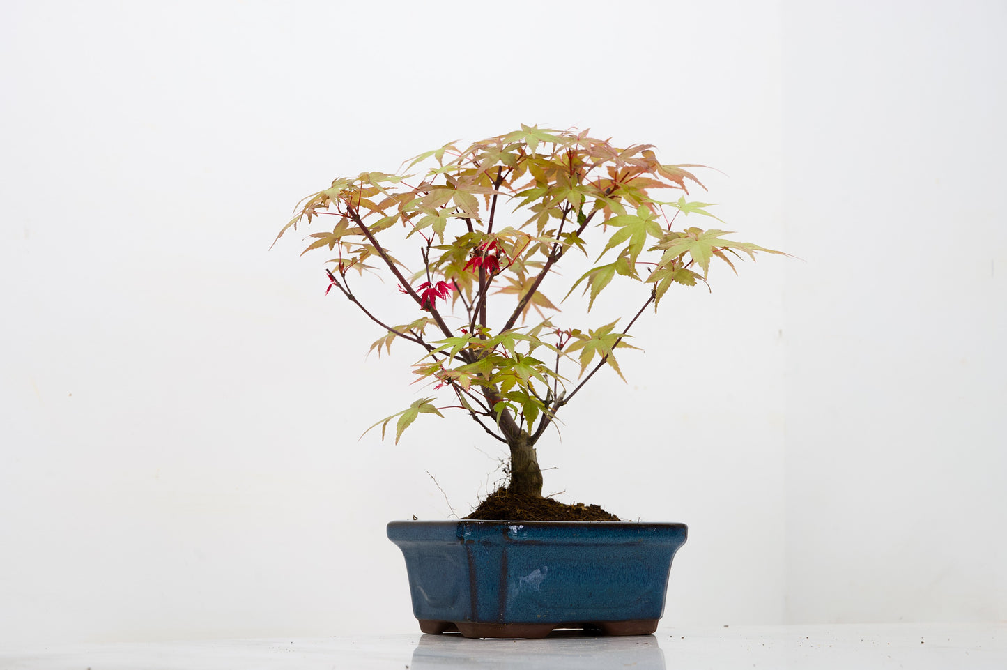 Deshojo Japanese Maple Bonsai & Care Kit