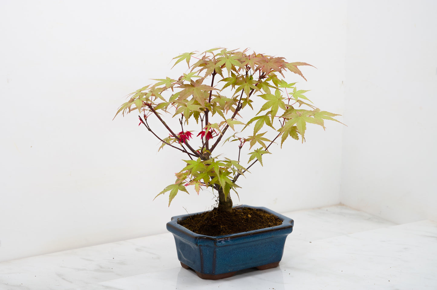 Deshojo Japanese Maple Bonsai & Care Kit
