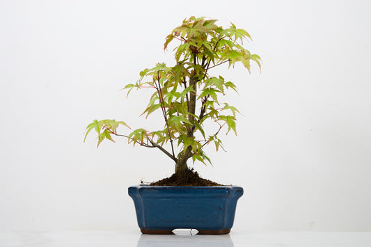 Deshojo Japanese Maple Bonsai & Care Kit
