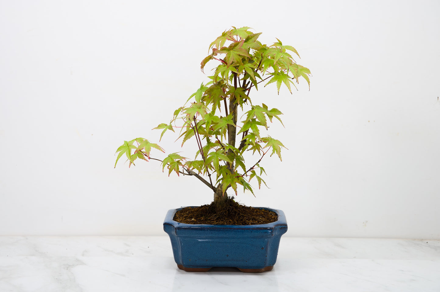 Deshojo Japanese Maple Bonsai & Care Kit