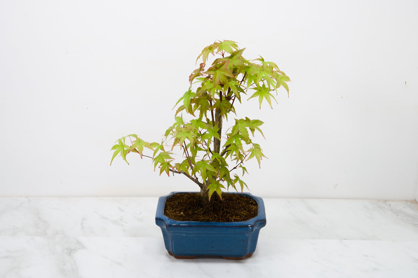 Deshojo Japanese Maple Bonsai & Care Kit