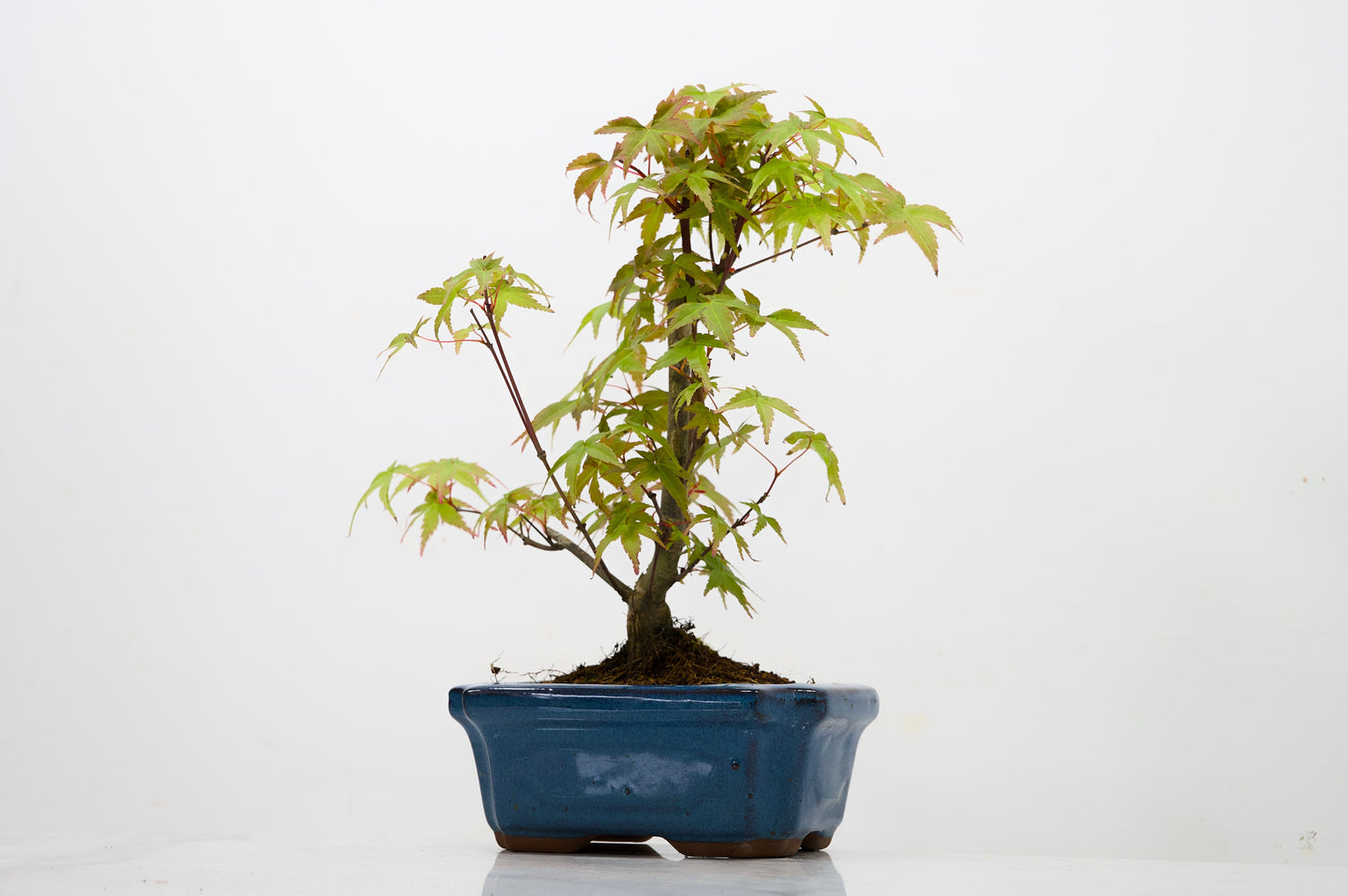 Deshojo Japanese Maple Bonsai & Care Kit