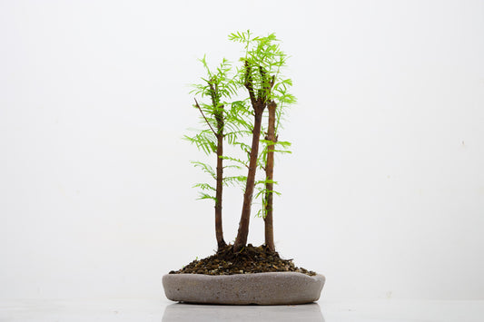 Dawn Redwood Bonsai 3 Tree Group