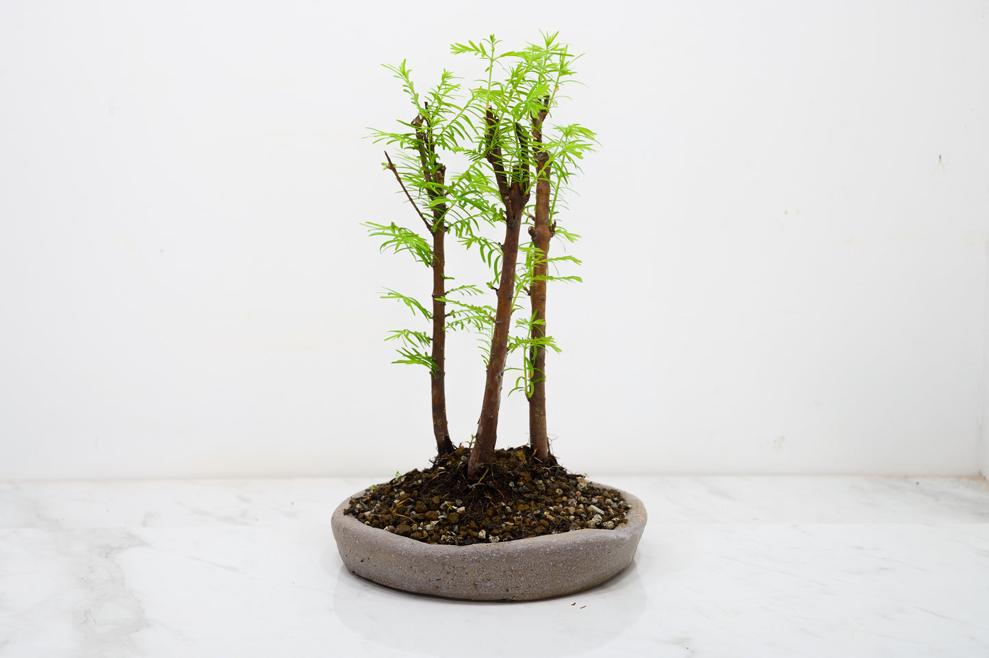 Dawn Redwood Bonsai 3 Tree Group