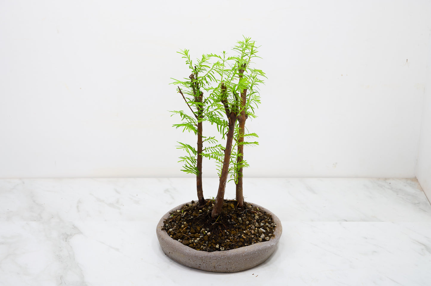 Dawn Redwood Bonsai 3 Tree Group