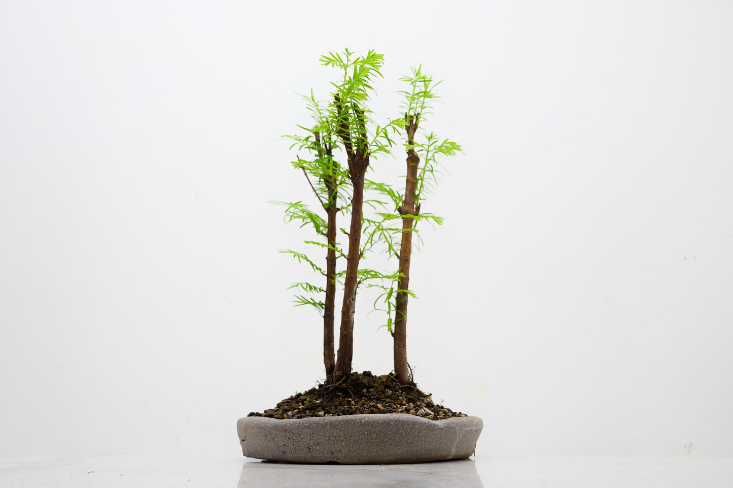 Dawn Redwood Bonsai 3 Tree Group