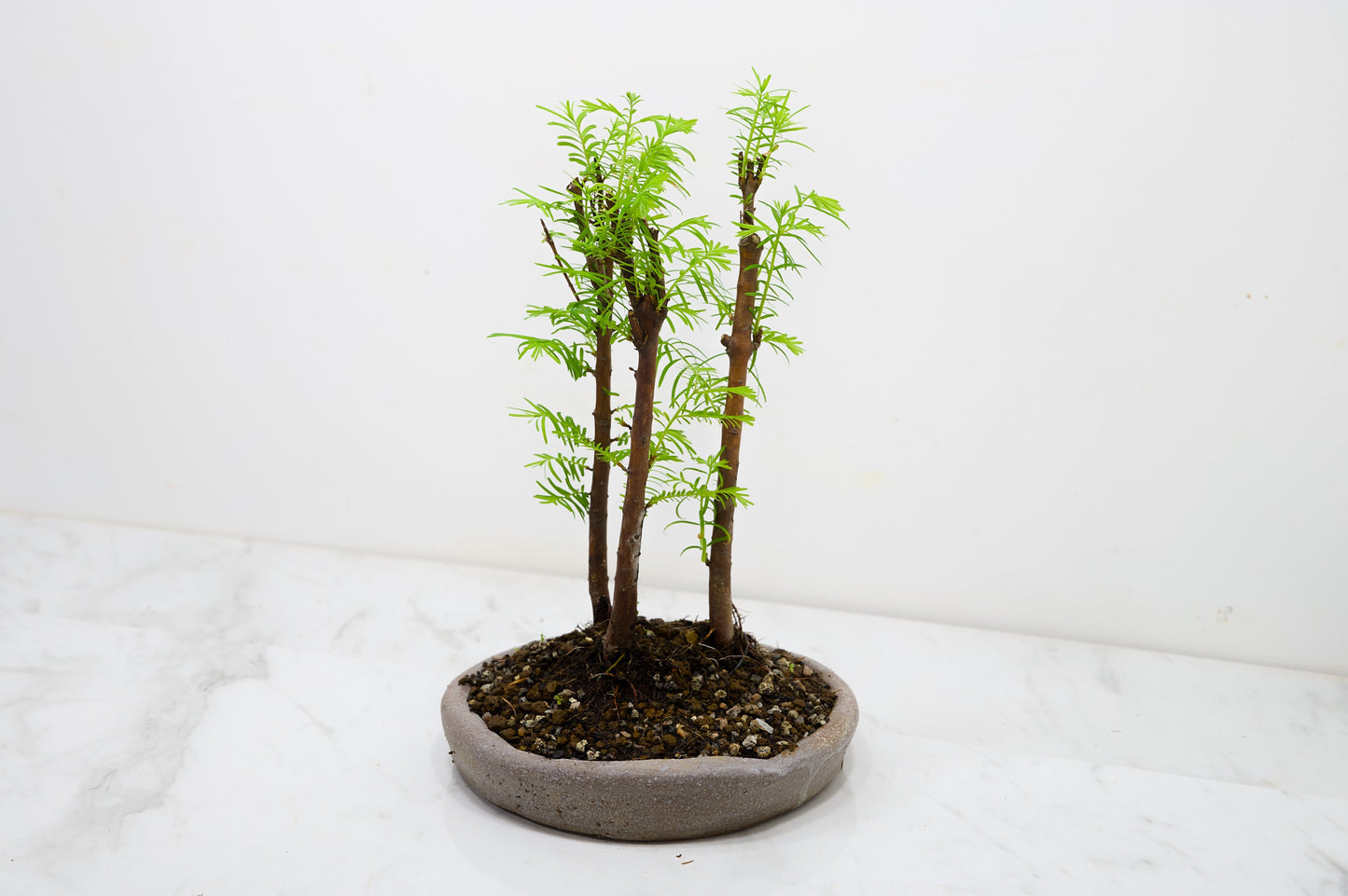 Dawn Redwood Bonsai 3 Tree Group