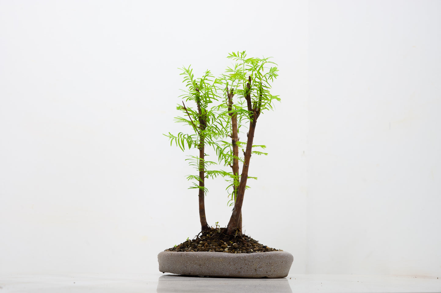 Dawn Redwood Bonsai 3 Tree Group