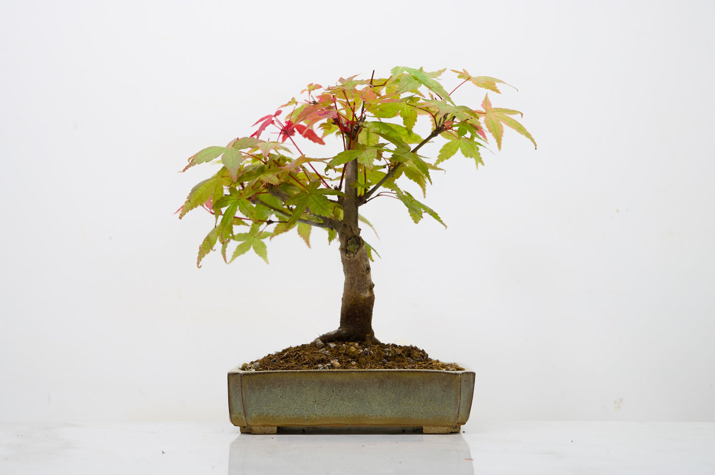 Deshojo Japanese Maple Bonsai + Care Kit