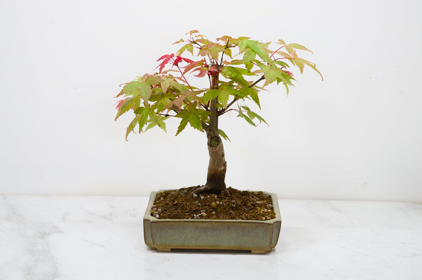 Deshojo Japanese Maple Bonsai + Care Kit