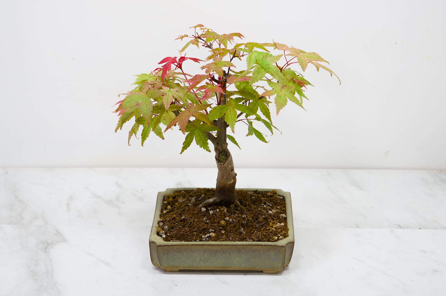 Deshojo Japanese Maple Bonsai + Care Kit