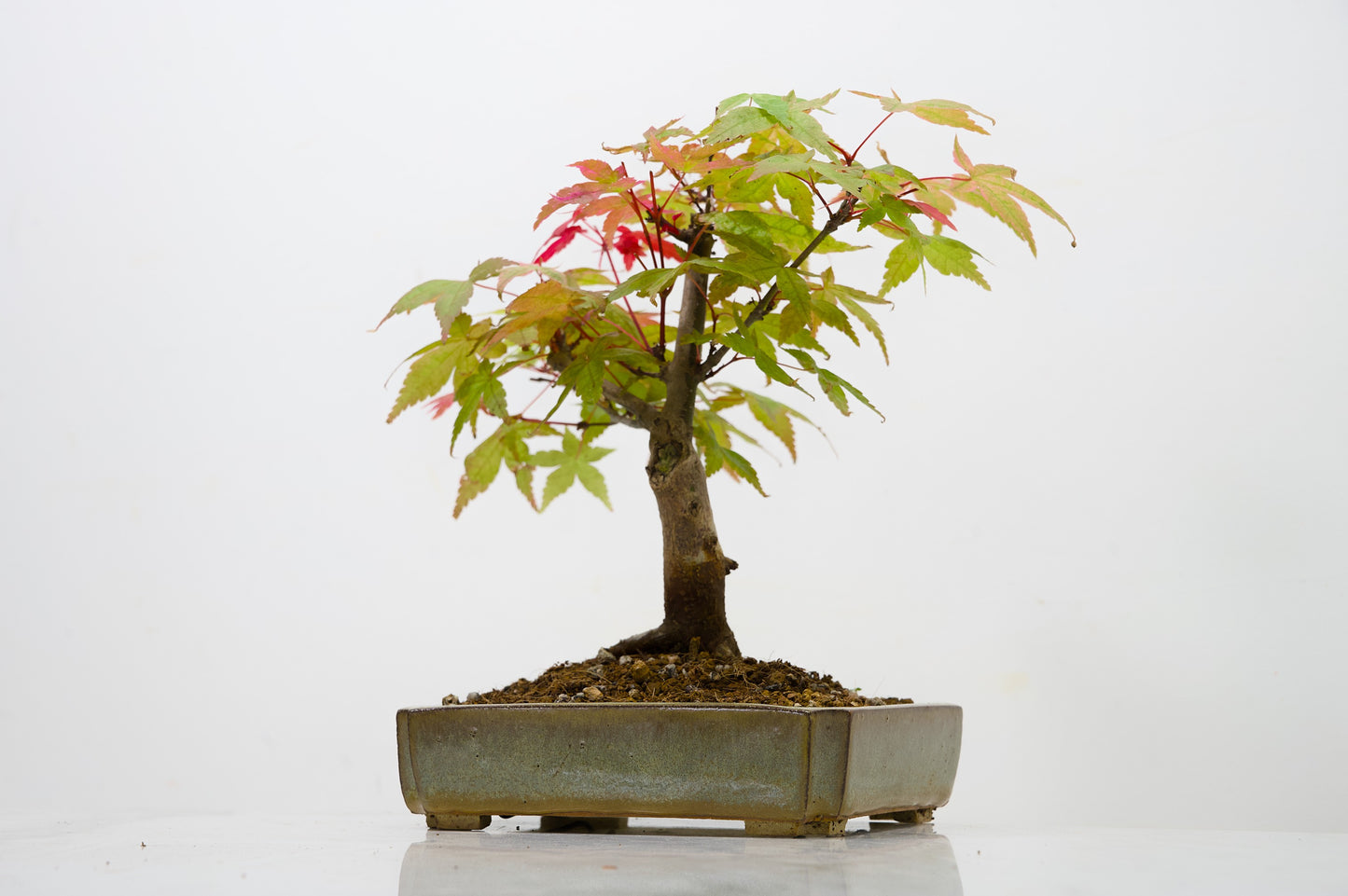Deshojo Japanese Maple Bonsai + Care Kit