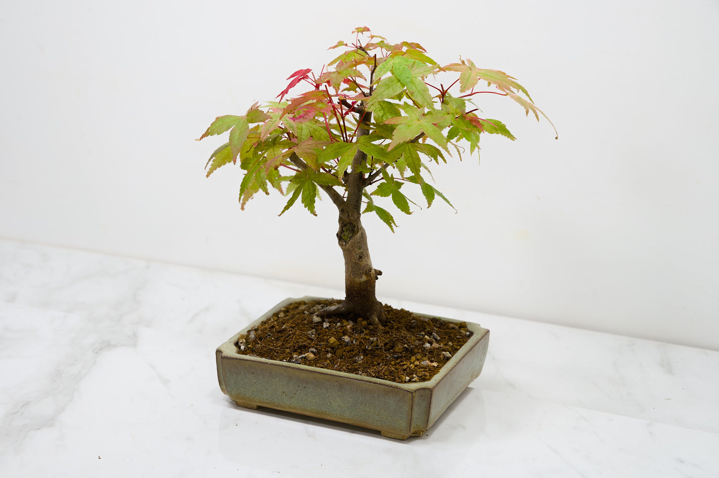 Deshojo Japanese Maple Bonsai + Care Kit
